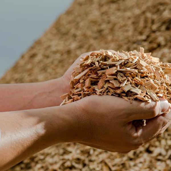 Biomass being collected in hands