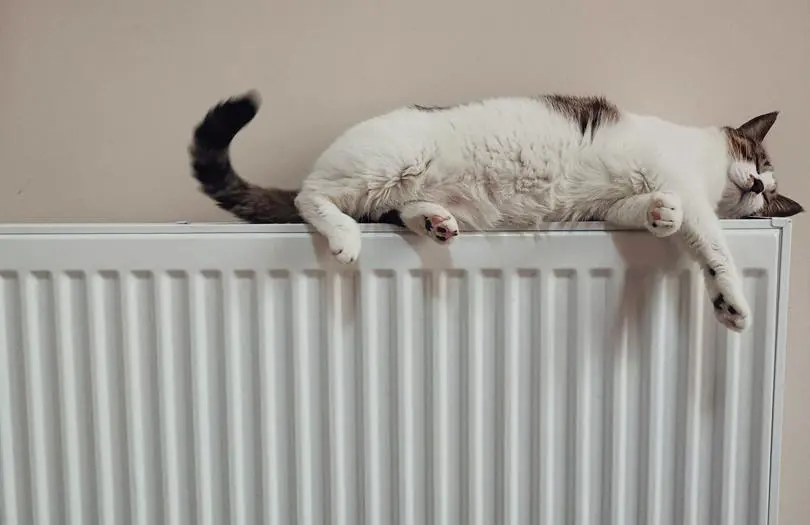 cat sleeping on radiator 
