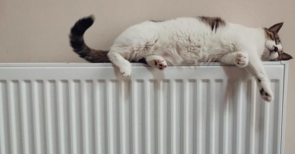 cat sleeping on radiator 