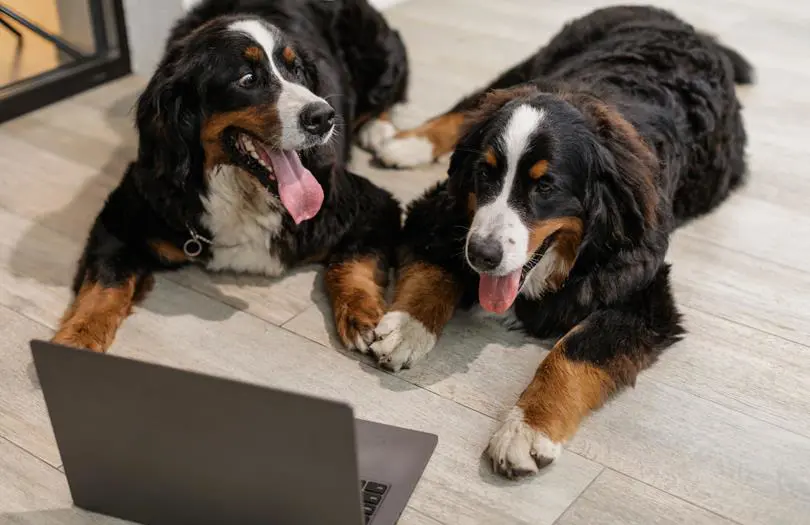 two large dogs in a house looking at laptop