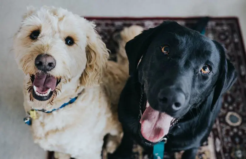 Two happy looking dogs one black and the other white
