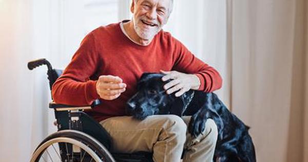 Older Man In Wheelchair With Dog 