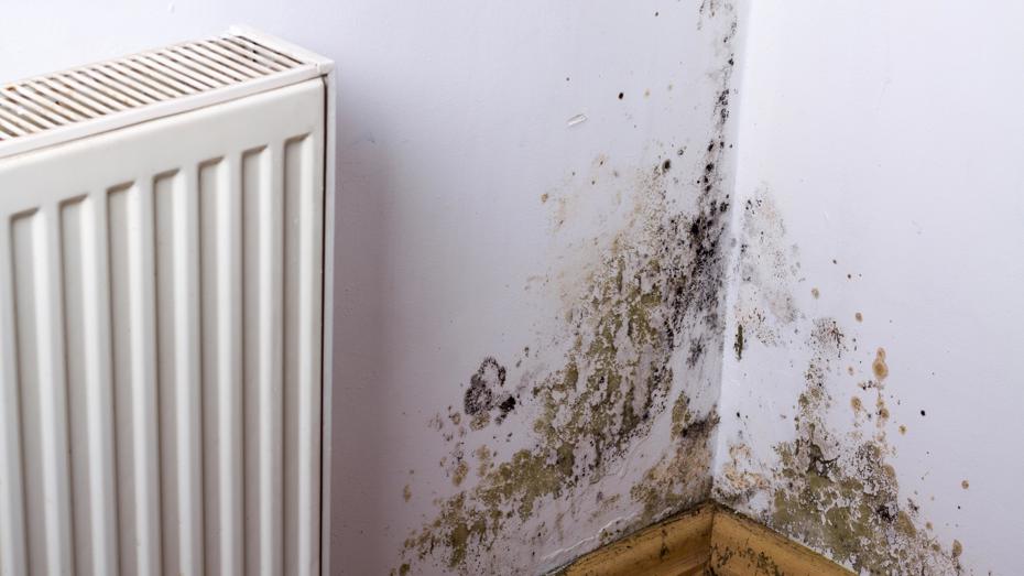 Mould